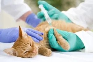 Както пронизваща Ябс котки