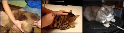 Както пронизваща Ябс котки