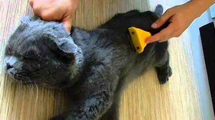 Как да се отървем от котка коса Как да се отървем от котка коса