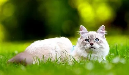 Как да се отървем от котка коса Как да се отървем от котка коса