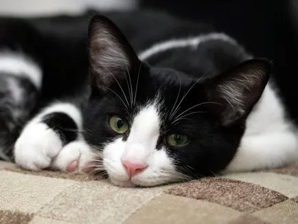 Как да се отървем от котка коса Как да се отървем от котка коса