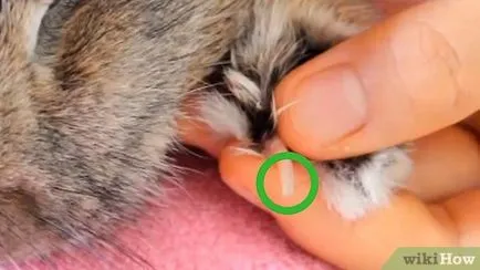 Как да се намали заек