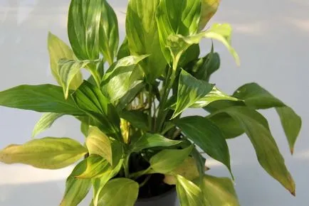 Как да се грижите Spathiphyllum