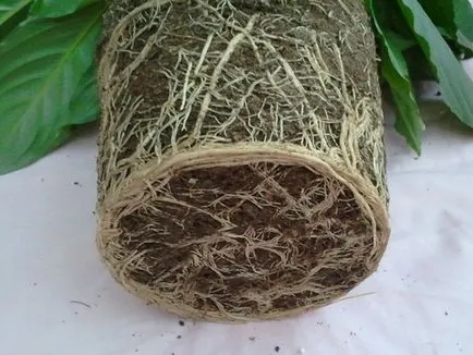 Как да се грижите Spathiphyllum