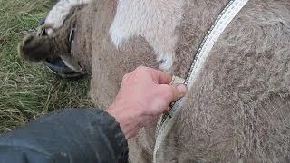 Живо тегло крава