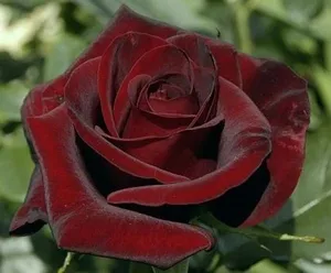 Roses клас черна магия