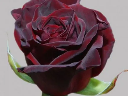 Roses клас черна магия