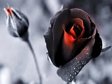 Roses клас черна магия