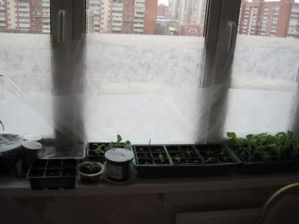 Какво да завод Петуния