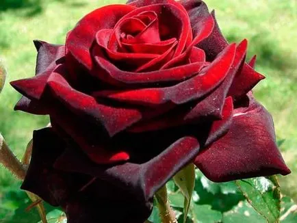 Roses клас черна магия