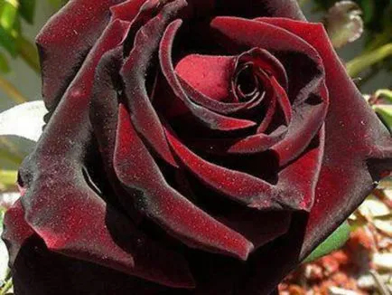 Roses клас черна магия