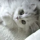 Котка с модел котка