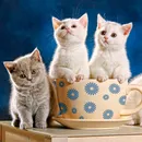 Котка с модел котка