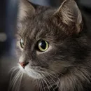 Котка с модел котка