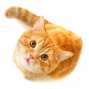 Котка с модел котка