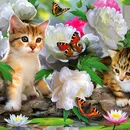 Котка с модел котка