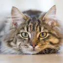 Котка с модел котка