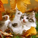 Котка с модел котка