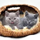 Котка с модел котка