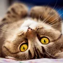 Котка с модел котка