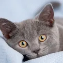 Котка с модел котка