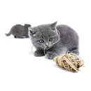 Котка с модел котка