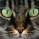 Котка с модел котка