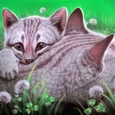 Котка с модел котка
