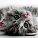 Котка с модел котка