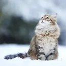 Котка с модел котка