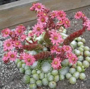 Stone Rose у дома