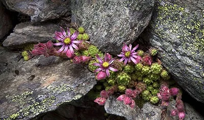 Stone Rose у дома