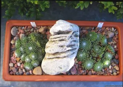 Stone Rose у дома