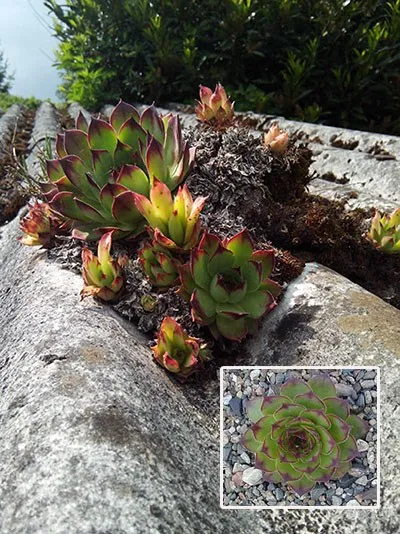 Stone Rose у дома