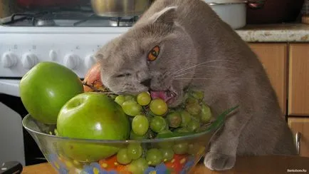 Както котката, за да отслабнете