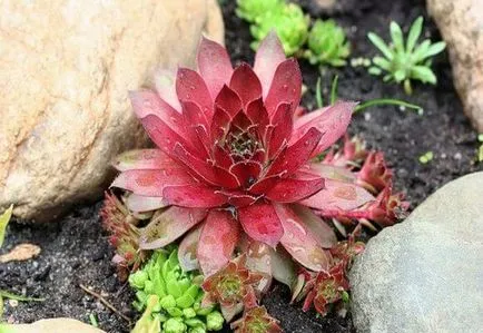 Stone Rose у дома