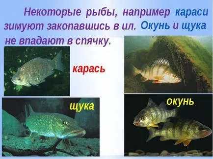 Какво риба