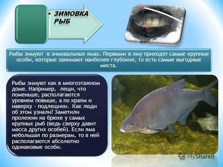 Какво риба