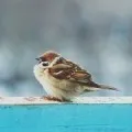 Абортът мечта книга какво Абортът мечта книга какво