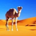 Абортът мечта книга какво Абортът мечта книга какво