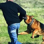Кучето, което говори