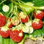 Колко полезна алабаш Колко полезна алабаш