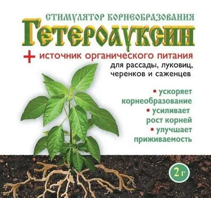Как да расте рициново