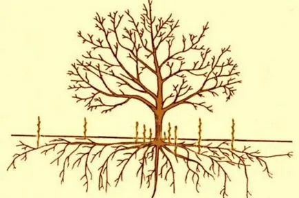 Hogyan lehet hatékonyan eltávolítani a gyökér növekedésének a cseresznye és a szilva - Titkok kertészek (root) Hogyan lehet hatékonyan eltávolítani a gyökér növekedésének a cseresznye és a szilva - Titkok kertészek