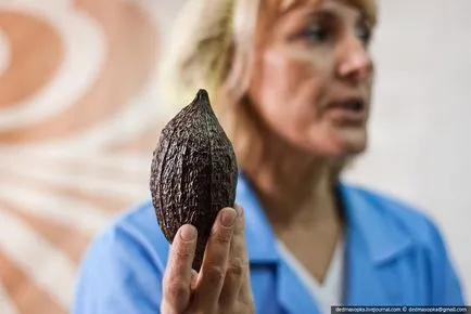 Hogyan lehet a csokoládé, fotó hírek (reszelt kakaóvaj) Hogyan lehet a csokoládé, a fényképet és hírek