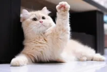 А котката дойде А котката дойде