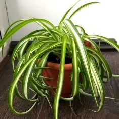 Как да расте стайни растения
