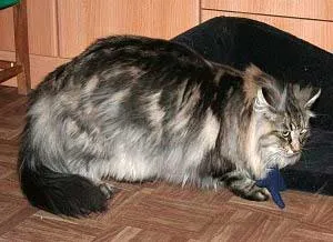 коса Cat