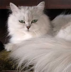 коса Cat