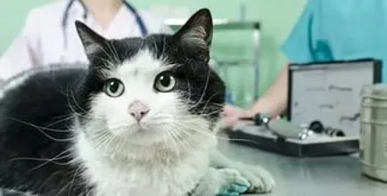 Цялостен ваксинация за котки